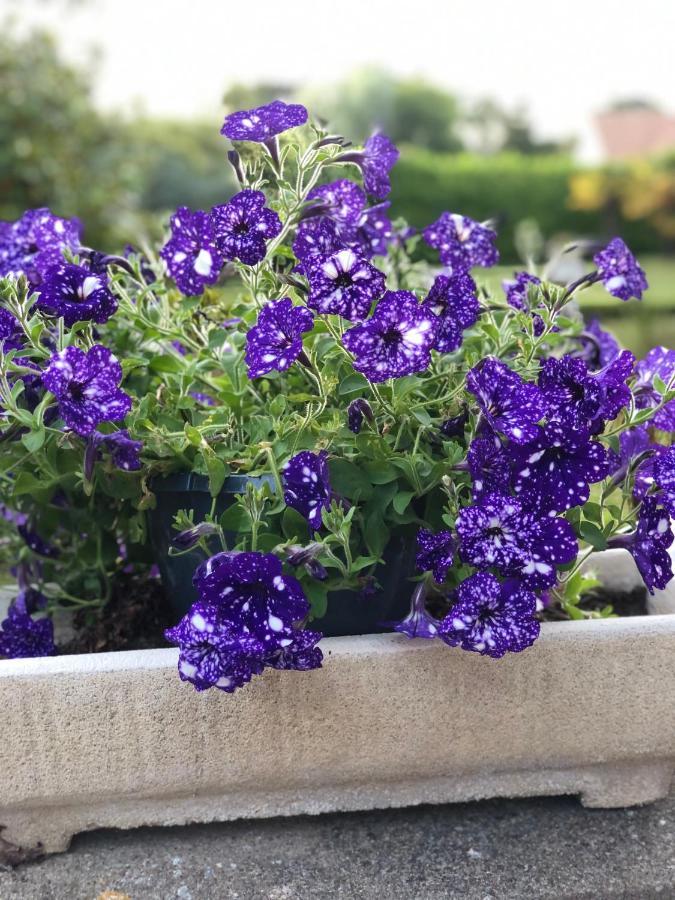 Manoir De La Marjolaine Bed & Breakfast Cabourg Luaran gambar