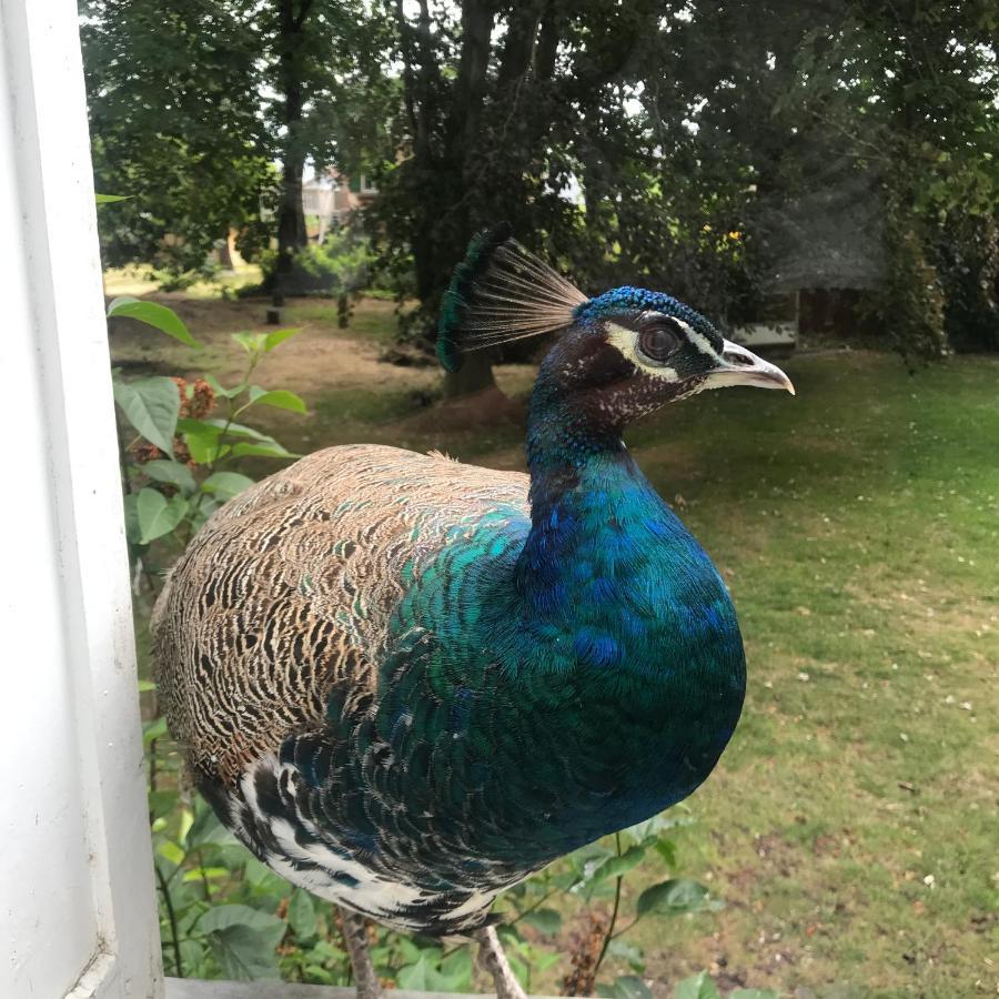 Manoir De La Marjolaine Bed & Breakfast Cabourg Luaran gambar
